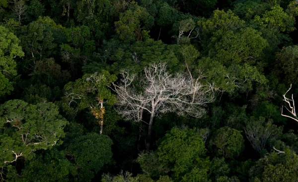 22 มิถุนายน "วันป่าฝนโลก" ร่วมอนุรักษ์ป่าฝน