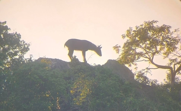 พบ “เลียงผา” โชว์ตัวเขาสามร้อยยอด ชี้วัดความอุดมสมบูรณ์ของผืนป่า