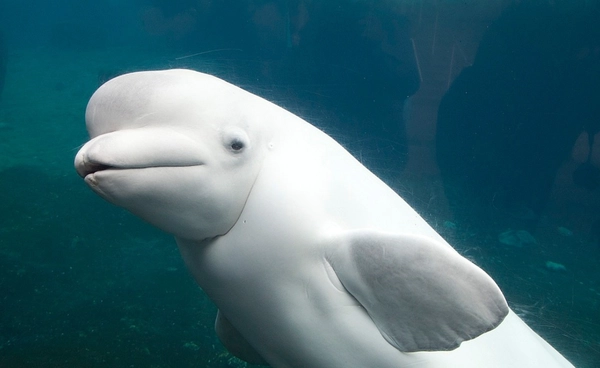 วาฬเบลูกาในแคนาดา 30 ตัว เสี่ยงถูกการุณยฆาต เพราะสวนสัตว์ไม่มีเงินเลี้ยง