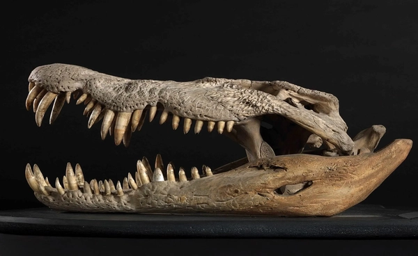 พิพิธภัณฑ์ในสหรัฐฯ ใช้เทคโนโลยีสแกน 3D  สร้าง “กะโหลกจระเข้กินไดโนเสาร์”