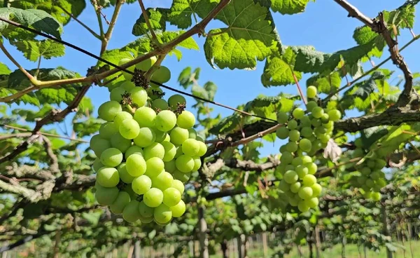 "ปลูกองุ่น"แทนข้าว  สู้ "วิกฤตน้ำท่วม"สร้างรายได้ใหม่สุดว้าว  | เรื่องดีดีทั่วไทย | 17-12-68