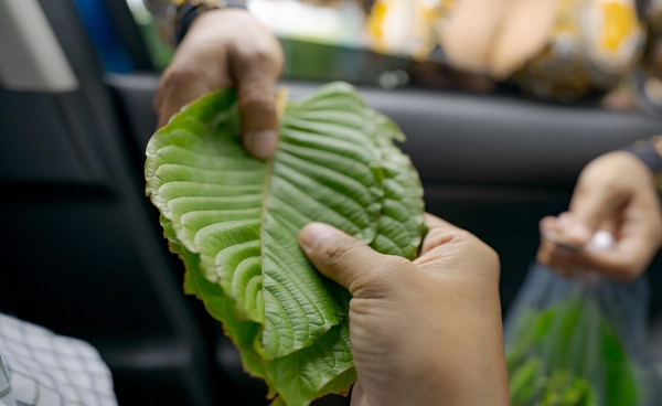 “ยธ.-สธ.” คุมเข้ม"ใบกระท่อม-น้ำกระท่อม" ห้ามอยู่ใกล้สถานศึกษา ห้ามเร่ขาย ตั้งแผงลอย ฝ่าฝืนปรับ 5 หมื่นบาท