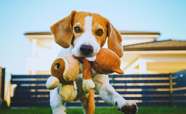 แค่จ้องตาสุนัข ความสุขก็เพิ่มขึ้น 300 เปอร์เซนต์