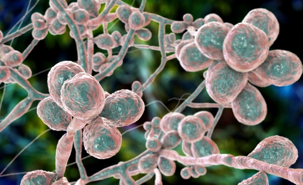 โลกร้อนเร่งการเติบโตของเชื้อราแอสเพอร์จิลลัส เสี่ยงโรคทางเดินหายใจ