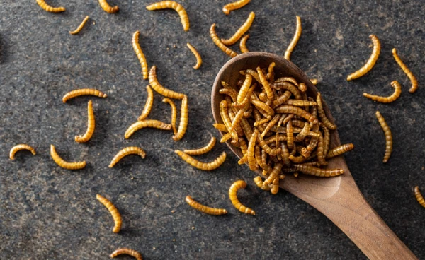 กิน “แมลง” อาจดีต่อโลก แต่ไม่ดีต่อใจ งานวิจัยชี้ชัด คนฝั่งตะวันตกยังรู้สึกแขยง