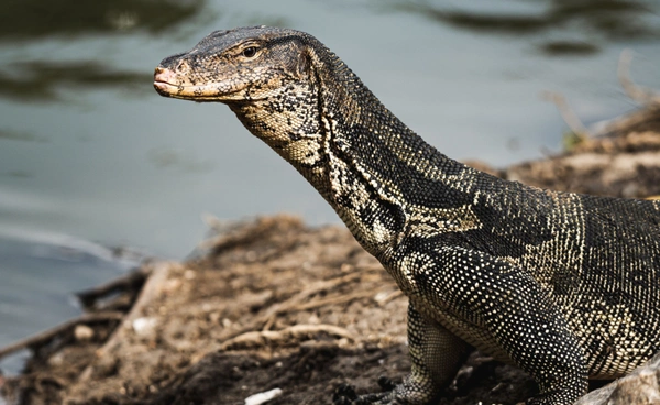“ตัวเงินตัวทอง” ที่สวนลุมฯ  จากสัตว์เลื้อยคลานสุดประหลาด  สู่แลนด์มาร์กเมืองกรุงเทพฯ
