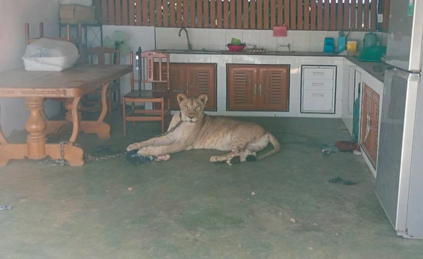 สั่งยึด “สิงโตหลุดทำร้ายเด็ก” พร้อมดำเนินคดีเด็ดขาด ย้ำเป็นบทเรียนเลี้ยงสัตว์ดุ