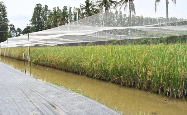 กรมการข้าว รับรอง "ข้าวหอมสยาม"  ทางเลือกใหม่ ชาวนาไทย 