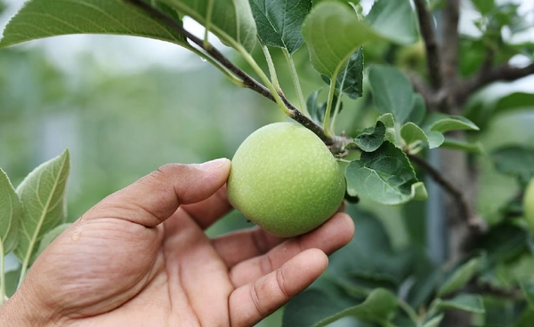 วิกฤตผลไม้เกาหลีใต้ แดดร้อน ฝนถล่ม  ทำผลผลิตลดฮวบ ไร้คุณภาพ