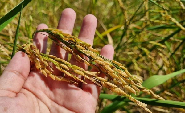 ชาวนา รอก่อน! นบข. ยังไม่อนุมัติจ่าย ไร่ละ 1,000 บาท ปีการผลิต 68