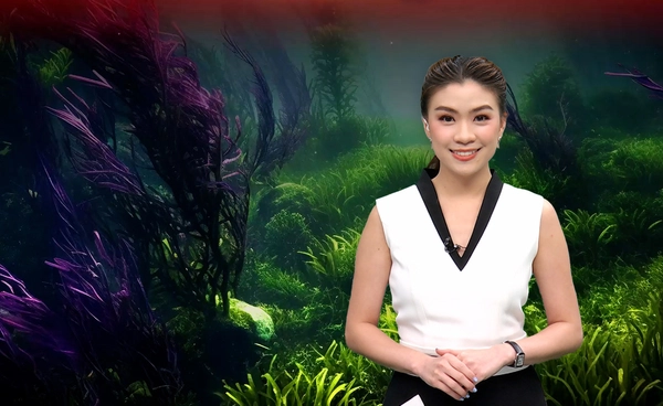 “หญ้าทะเล” ผู้พิทักษ์คาร์บอนใต้ทะเลที่กำลังตกอยู่ในอันตราย