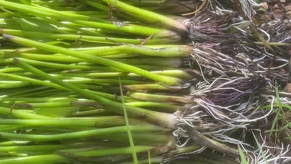 รู้จัก"ผักหลอด"ผักโบราณพื้นบ้านราคาดี  | เรื่องดีดีทั่วไทย | 5-08-68