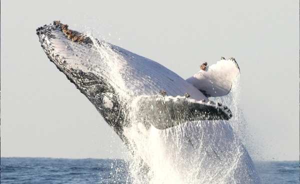 งานวิจัยชี้ “วาฬสีน้ำเงิน” กินไมโครพลาสติกวันละ 10 ล้านชิ้น