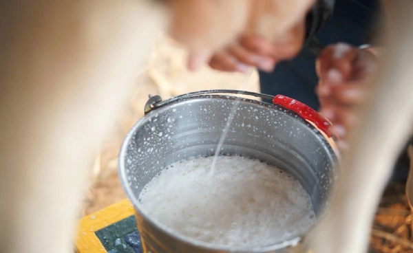 อากาศร้อนทำวัวเครียด ผลิตน้ำนมได้น้อยลง อนาคตเสี่ยงขาดแคลน