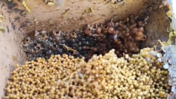 "เกษตรกรต้นแบบ"เลี้ยง"ชันโรง"แมลงตัวจิ๋ว สร้างรายได้งาม | เรื่องดีดีทั่วไทย | 20-08-68