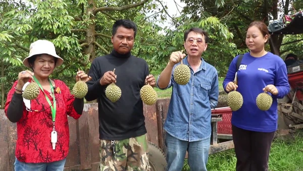 เปิดพิกัด"สวนทุเรียนบ้าน" แห่งเดียวในราชบุรี  | เรื่องดีดีทั่วไทย | 24-06-68