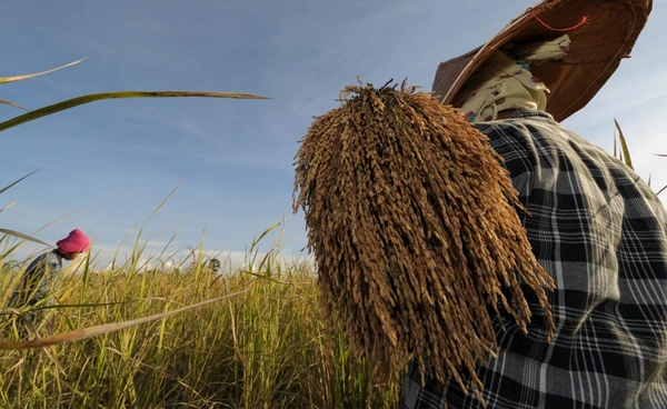 ตรวจสอบสิทธิ์-เช็กไทม์ไลน์! รับเงินช่วยเหลือชาวนา ไร่ละ 1,000 บาท 