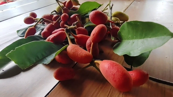 "บักผีผ่วน"ผลไม้ป่าหน้าฝนหายาก สรรพคุณทางยาเพียบ | เรื่องดีดีทั่วไทย | 19-08-68