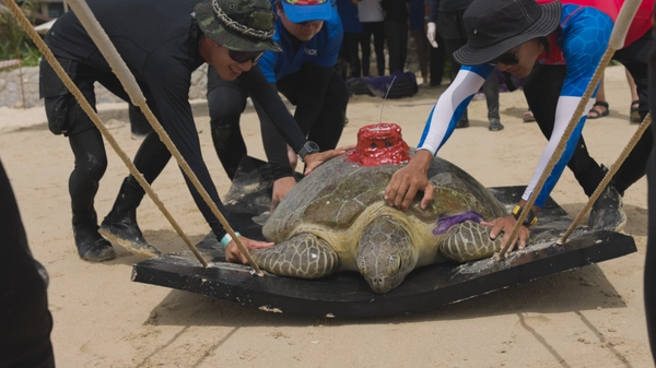 ปล่อยเต่าเป้แดง ติดตามเต่าทะเลด้วยระบบดาวเทียว