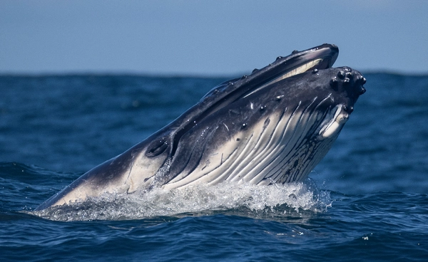 “วาฬสีน้ำเงิน” กำลังเงียบลง สัญญาณเตือนภัยจากมหาสมุทร และนี่คือ “สัญญาณขอความช่วยเหลือ”