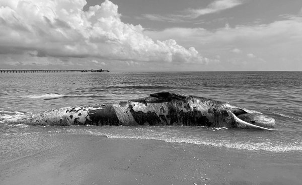 เศร้า!ซาก “วาฬบรูด้า” พบขวดพลาสติกในทางเดินอาหาร