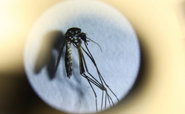 ไข้เลือดออกโหดขึ้นทั่วโลก ป่วยพุ่งทะลุ 4.6 ล้านรายต่อปี เสี่ยงวิกฤตสุขภาพโลก