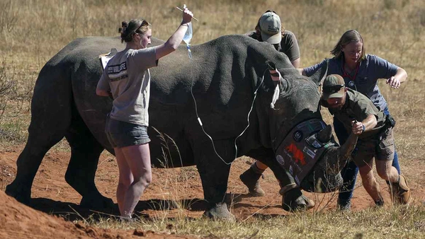 แอฟริกาสำเร็จ !? ใส่กัมมันตภาพรังสีใน “นอแรด” ต่อต้านการล่าสัตว์ผิดกฎหมาย