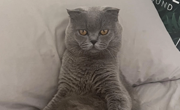 วันแมวสากล 8 สิงหาคม : รู้จักความหมาย และ เหตุผลที่จะทำให้เรารักแมวมากกว่าที่เคย