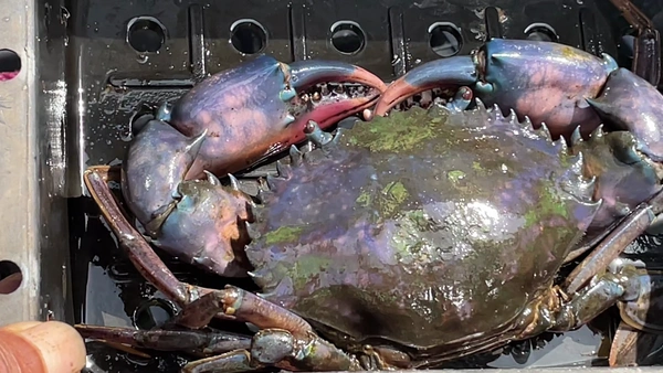 พลิกที่ดินเค็มมาเลี้ยงปูนิ่ม ที่แรกในขอนแก่น | เรื่องดีดีทั่วไทย | 26-06-68