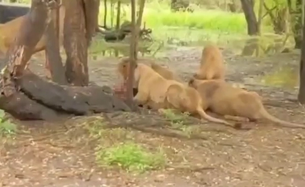 ผู้เห็นเหตุการณ์ เล่านาที "สิงโต" กัดเจ้าหน้าที่ ตร.เร่งสอบพยานแวดล้อม