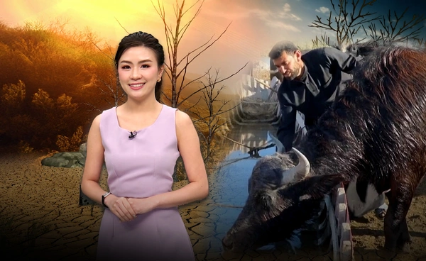 ควายในอิรักลดฮวบเกิน 50% เหตุทนแล้ง-ร้อนไม่ไหว