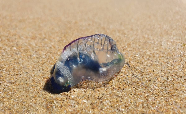 แมงกะพรุนโปรตุเกส โผล่ชายหาดฝรั่งเศส นักวิทย์ฯ หวั่นย้ายถิ่นจากโลกร้อน