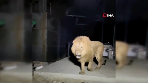 สิงโตหลุดจากสวนสัตว์ตุรกีไล่ตะตบชาวบ้านเจ็บ