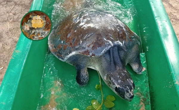 พบ "เต่าหญ้า" บาดเจ็บ คาดถูกเศษอวน-ขยะทะเลรัดจนเป็นแผล