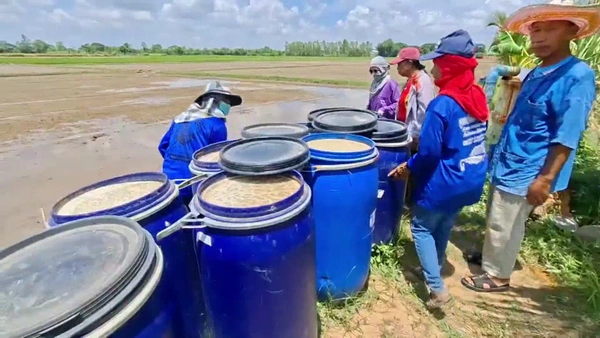 "จุรินทรีย์จาวปลวก"แนวคิดชาวนาพิจิตร  ช่วยลดต้นทุนทำนา | เรื่องดีดีทั่วไทย | 18-06-68