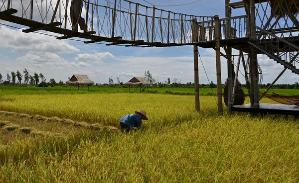 เงินช่วยเหลือเกษตร ไฟเขียวเงินช่วยเหลือชาวนา ปี 68 ไร่ละ 1 พันบาท