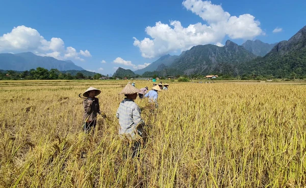 นบข. ไฟเขียว 4 มาตรการช่วยข้าวนาปี 68/69 วงเงินกว่า 5 หมื่นล้าน
