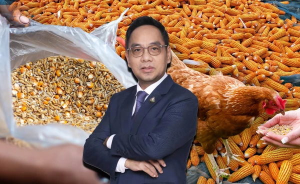 คุมรับซื้อ"ข้าวโพดเลี้ยงสัตว์"สกัดกดราคา 