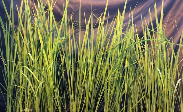 ข้าวต้นจิ๋ว 10 เซนติเมตร โตได้แม้ไร้แรงโน้มถ่วง เป้าหมายปลูกเลี้ยงบนอวกาศ