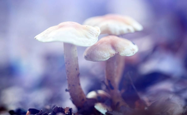 พลิกโฉมวงการแพทย์  เห็ดขี้ควาย ช่วยชะลอแก่ ลบภาพจำพืชสารเสพติด