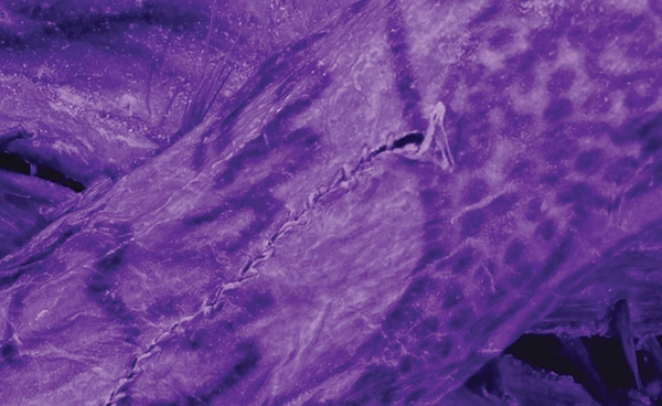 เทคโนโลยีแกะรอยศิลปะบนผิวหนัง เผยความลับรอยสัก 2,000 ปีของ "มัมมี่ไซบีเรีย"