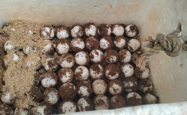 รังที่ 10 ของปี  “เต่ากระ” วางไข่ 151 ฟอง เกาะทะลุ 