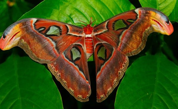 นักวิจัยพบการสื่อสารระหว่าง “พืช” กับ “แมลง” รับรู้ผ่านเสียงที่มนุษย์ไม่ได้ยิน