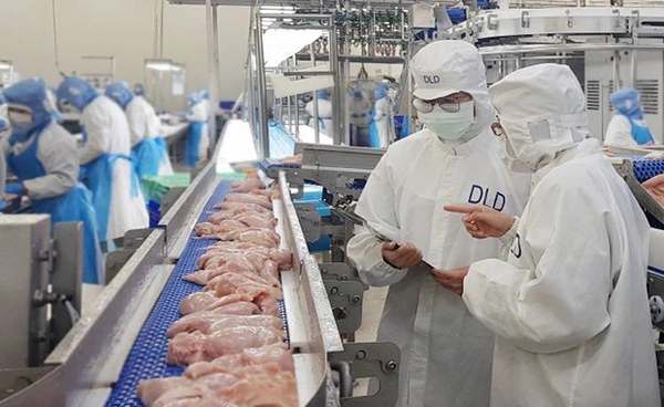  "ไทยลุ้นส่งออกไก่พุ่ง! หลังบราซิลเจอไข้หวัดนก กรมปศุสัตว์ย้ำระบบป้องกันโรคแน่นหนา"