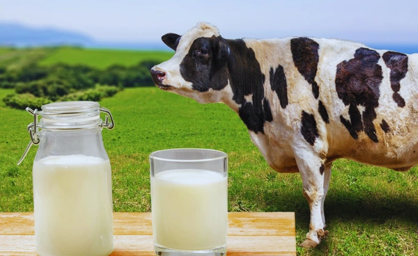 นมวัวกินหญ้า Grass-fed Milk คืออะไร? ดีกว่านมวัวทั่วไปจริงหรือ?