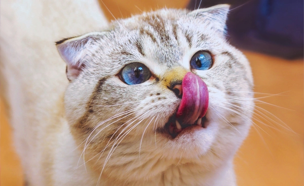 สังเกตอาการ แมวติดโรคพิษสุนัขบ้า  