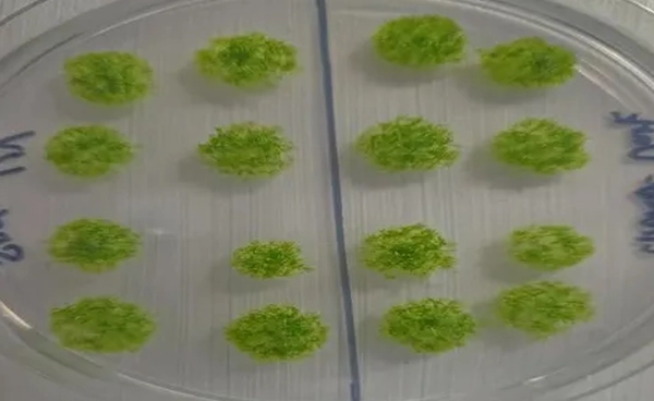 นักวิจัยเปิดผลการทดลองสปอร์ของมอสรอดชีวิต 9 เดือนนอกสถานีอวกาศนานาชาติ และกลับมาเติบโตได้บนโลก