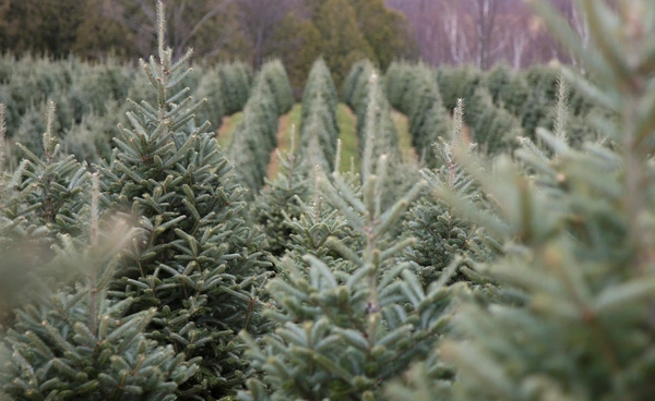 แคนาดาสู้โลกร้อน ผุดโครงการปลูกต้นไม้ 2 พันล้านต้น