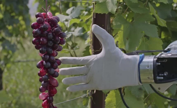 อิตาลีทำหุ่นยนต์แขนกลอัจฉริยะ ช่วยดูแลไร่องุ่น เบาแรงเกษตรกร