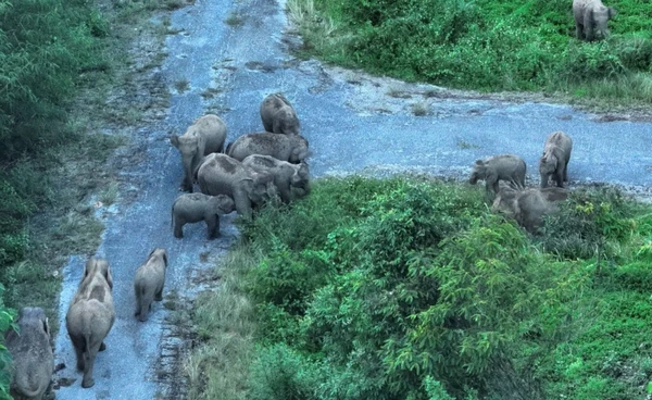 วิกฤต "ช้างป่า" จากสัตว์อนุรักษ์ สู่ภัยคุกคามมนุษย์  อช.เร่งคุมประชากร ลดปัญหาช้างทำร้ายคน 